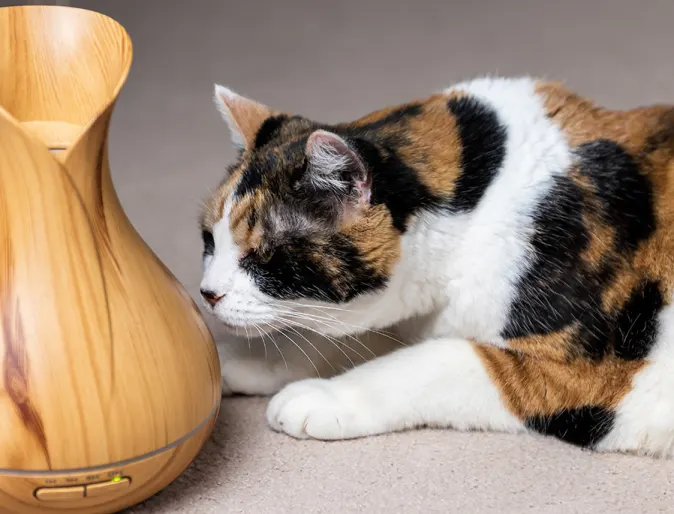 Cat with Oil Diffuser
